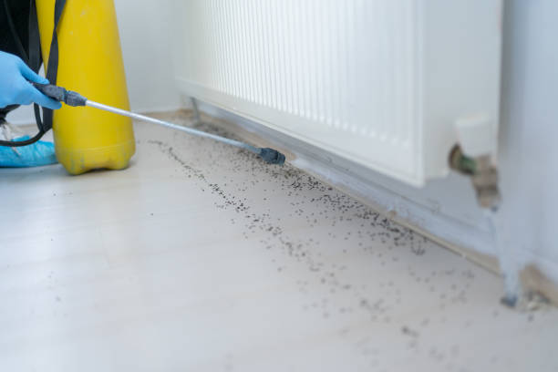 Reliable Larkspur, CA Pest Control Solutions
